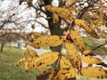 Yellowed leaves of mountain ash. Red berry, wrinkled from the autumn cold. Royalty Free Stock Photo