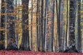 Yellowed leaves and winding roads in autumn