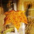 Yellowed maple leaf Royalty Free Stock Photo