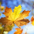 Yellowed maple leaf, autumn background Royalty Free Stock Photo