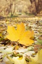 Yellowed Maple Leaf in forest background Royalty Free Stock Photo