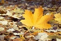 Yellowed Maple Leaf Royalty Free Stock Photo