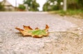 Yellowed maple leaf lying on the asphalt, close-up, side view-the concept of the arrival of autumn days Royalty Free Stock Photo