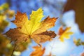 Yellowed maple leaf Royalty Free Stock Photo