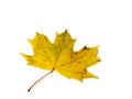 Yellowed maple leaf on a white background. Autumn atmosphere. Item from the autumn forest Royalty Free Stock Photo