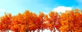 yellowed maple leaves on a blue sky background in autumn on a sunny day, 3d Rendering