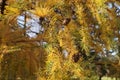 Yellowed needles larch just before dropping them for the winter. Autumn in the mountains