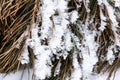 The yellowed needles were eating in the snow