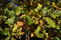 Yellowed oak leaves on a branch. Autumn in the forest.