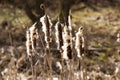 yellowed plants Royalty Free Stock Photo