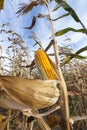 Yellowed ripe corn Royalty Free Stock Photo