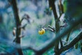 A yellowed small tomato hangs on a wilted bush after a cold snap. First frosts Royalty Free Stock Photo