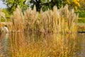 Yellowed tall decorative reeds near the pond shore in park Royalty Free Stock Photo