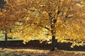Yellowed tree crown illuminated by soft sunlight. Lime tree or linden with yellow leaves