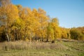 Yellowed trees in forest in sunny day golden autumn landscape Royalty Free Stock Photo