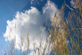 Yellowed wild cereals on a background of blue sky. countryside. summer