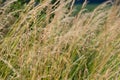 Yellowed wild cereals on a background. countryside. summer