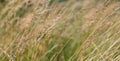 Yellowed wild cereals on a background. countryside. summer