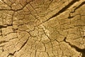 A yellowed wooden log in a section. An old, dried-up tree close-up.