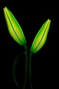 Yelloween oriental lily buds close up on dark background Royalty Free Stock Photo