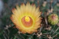 Yellower Flower of Ferocactus Royalty Free Stock Photo