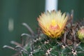 Yellower Flower of Ferocactus Royalty Free Stock Photo