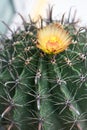 Yellower Flower of Ferocactus Royalty Free Stock Photo
