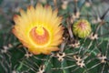Yellower Flower of Ferocactus Royalty Free Stock Photo