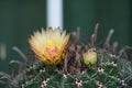 Yellower Flower of Ferocactus Royalty Free Stock Photo