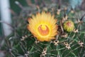 Yellower Flower of Ferocactus Royalty Free Stock Photo