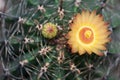 Yellower Flower of Ferocactus