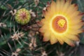 Yellower Flower of Ferocactus Royalty Free Stock Photo