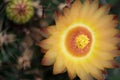 Yellower Flower of Ferocactus Royalty Free Stock Photo