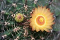 Yellower Flower of Ferocactus Royalty Free Stock Photo