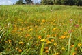 Yellower grass field Royalty Free Stock Photo