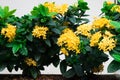 Yellower spike flower on blackground