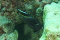 Fish - Yelloweye filefish