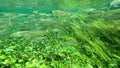 Yellow Eye Mullet swimming up a green Freshwater Creek Royalty Free Stock Photo