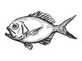 Yelloweye Redfish Australian Fish Cartoon Retro Drawing Royalty Free Stock Photo