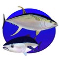A yellowfin and bluefin tuna Royalty Free Stock Photo