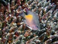 Yellowfin Damselfish Amblyglyphidodon flavilatus Royalty Free Stock Photo