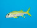 Yellowfin goatfish Royalty Free Stock Photo