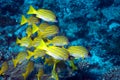 Yellowfin goatfish Royalty Free Stock Photo