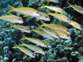 Yellowfin goatfish Royalty Free Stock Photo