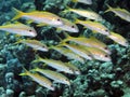 Yellowfin goatfish