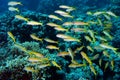 Yellowfin goatfishes in red sea Royalty Free Stock Photo