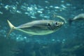 Yellowfin horse mackerel in an aquarium Royalty Free Stock Photo