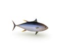 Yellowfin tuna