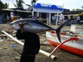 Yellowfin tuna artisanal fishery in Philippines#10 Royalty Free Stock Photo