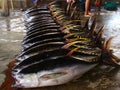 Yellowfin tuna artisanal fishery in Philippines#2 Royalty Free Stock Photo